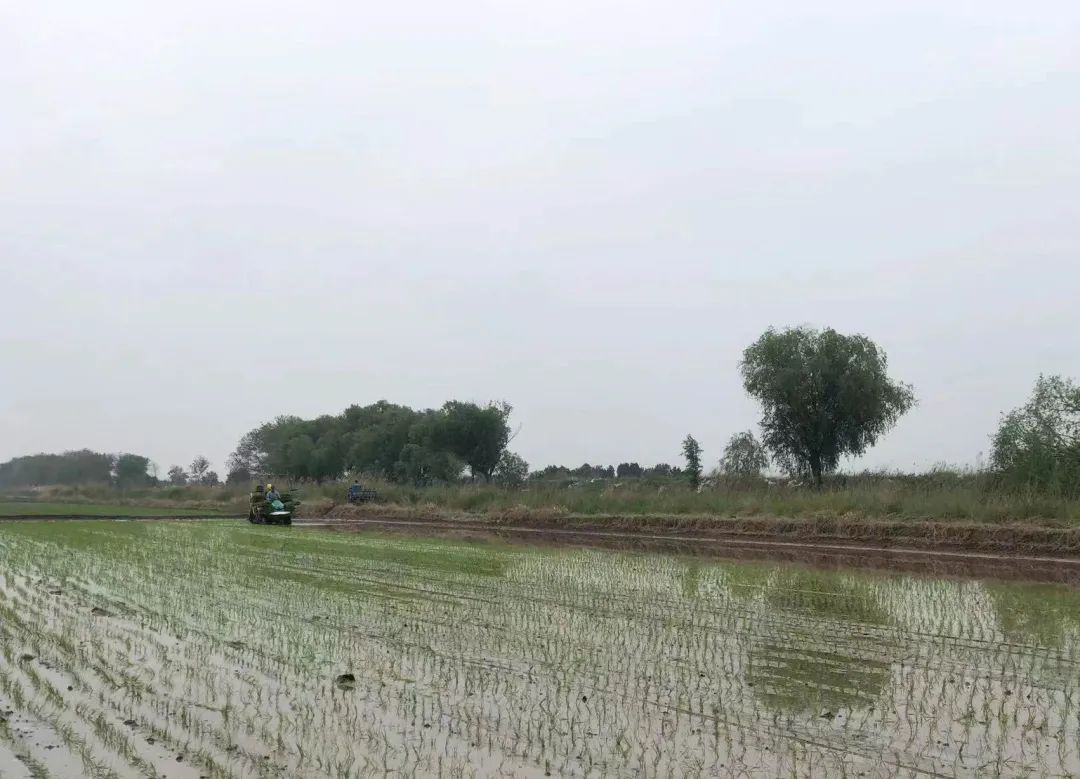 致富经盐碱地_盐碱地种植什么农作物_盐碱地种田