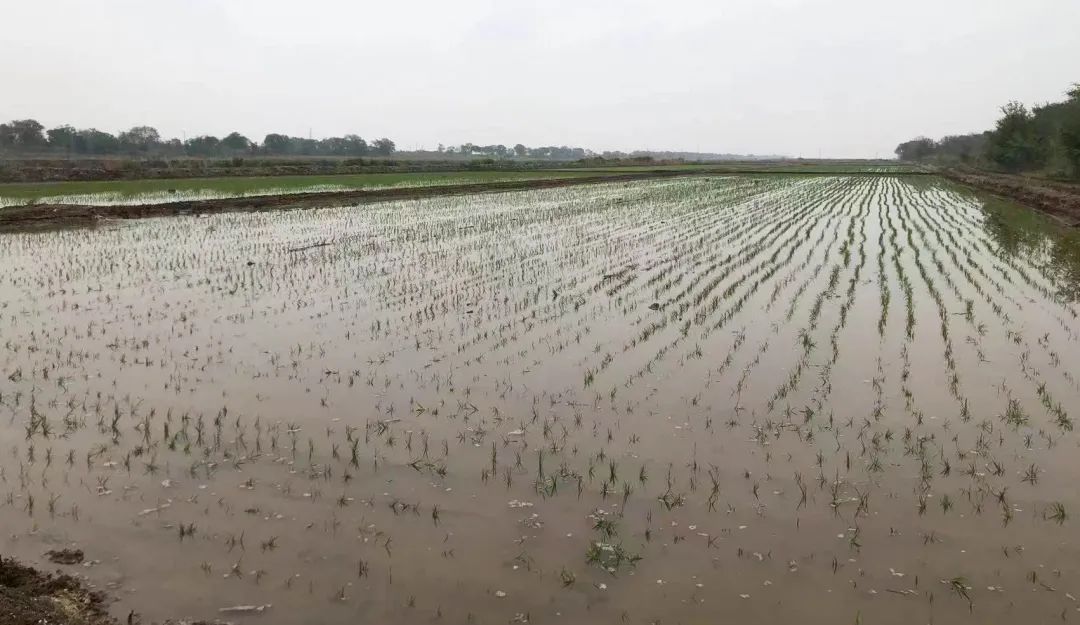 盐碱地种植什么农作物_盐碱地种田_致富经盐碱地