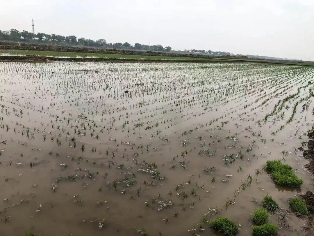 盐碱地种植什么农作物_致富经盐碱地_盐碱地种田