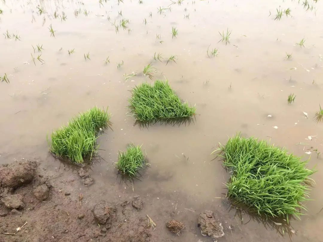 盐碱地种植什么农作物_盐碱地种田_致富经盐碱地