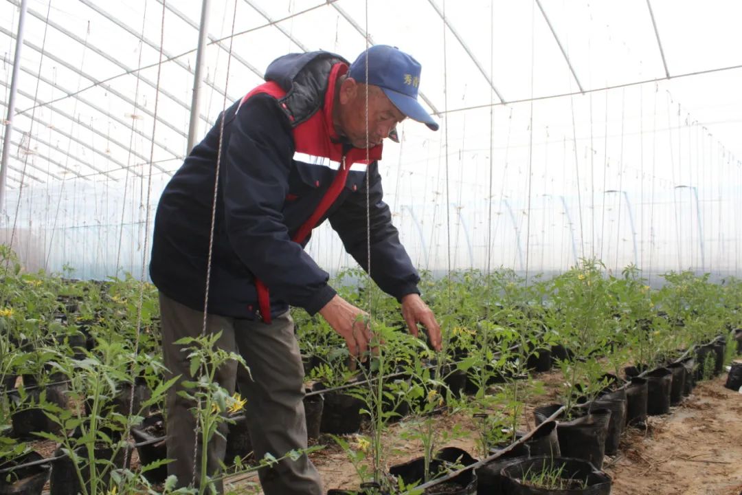 盐碱地种植什么农作物_致富经盐碱地_盐碱地种植什么植物效益高