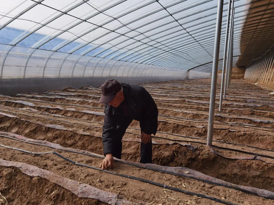 盐碱地种植什么农作物_盐碱地种植什么植物效益高_致富经盐碱地