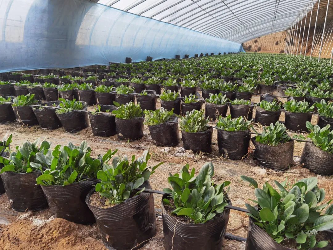 盐碱地种植什么农作物_致富经盐碱地_盐碱地种植什么植物效益高