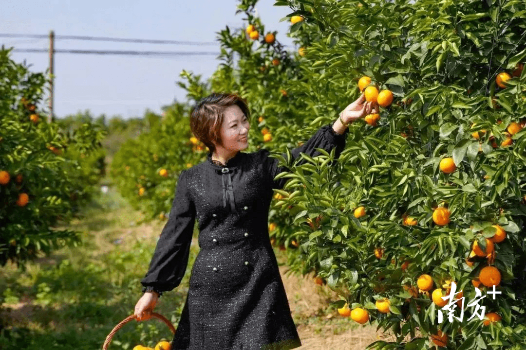 致富经养殖肉鸽视频_致富经肉鸽养殖技术视频_肉鸽养殖视频致富经