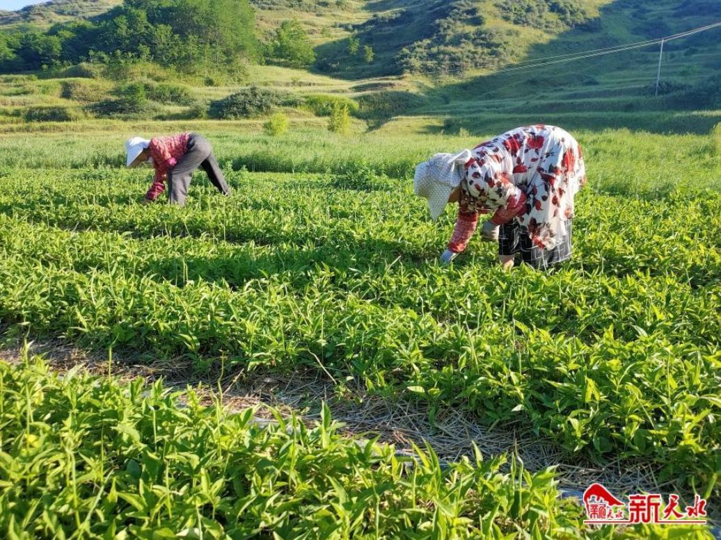 【三抓三促 基层调研】半夏种植提高群众收入 助力乡村振兴