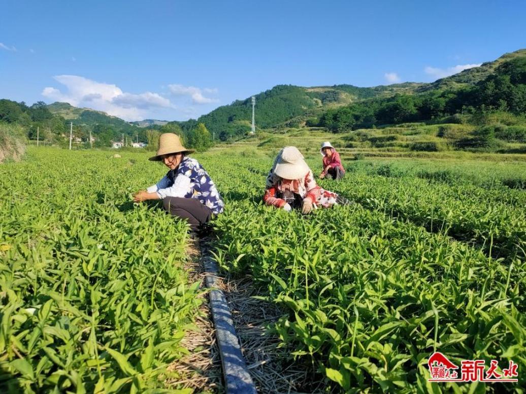 致富之路人工种植_致富之路人工种植_致富之路人工种植