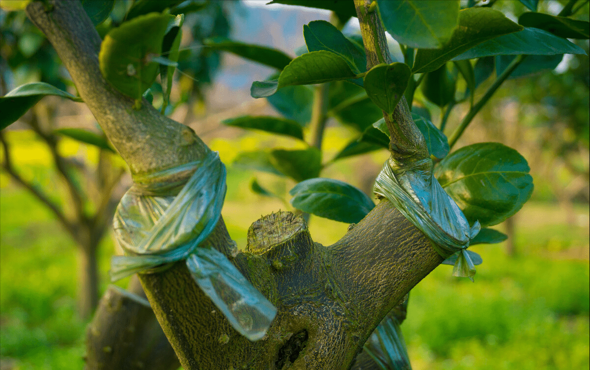 草根致富案例_致富草根种植方法视频_草根怎么种植致富