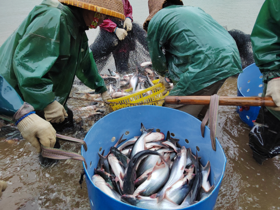 湖北农村养殖政府扶持项目_湖北养殖致富模式_湖北农村养殖扶贫项目