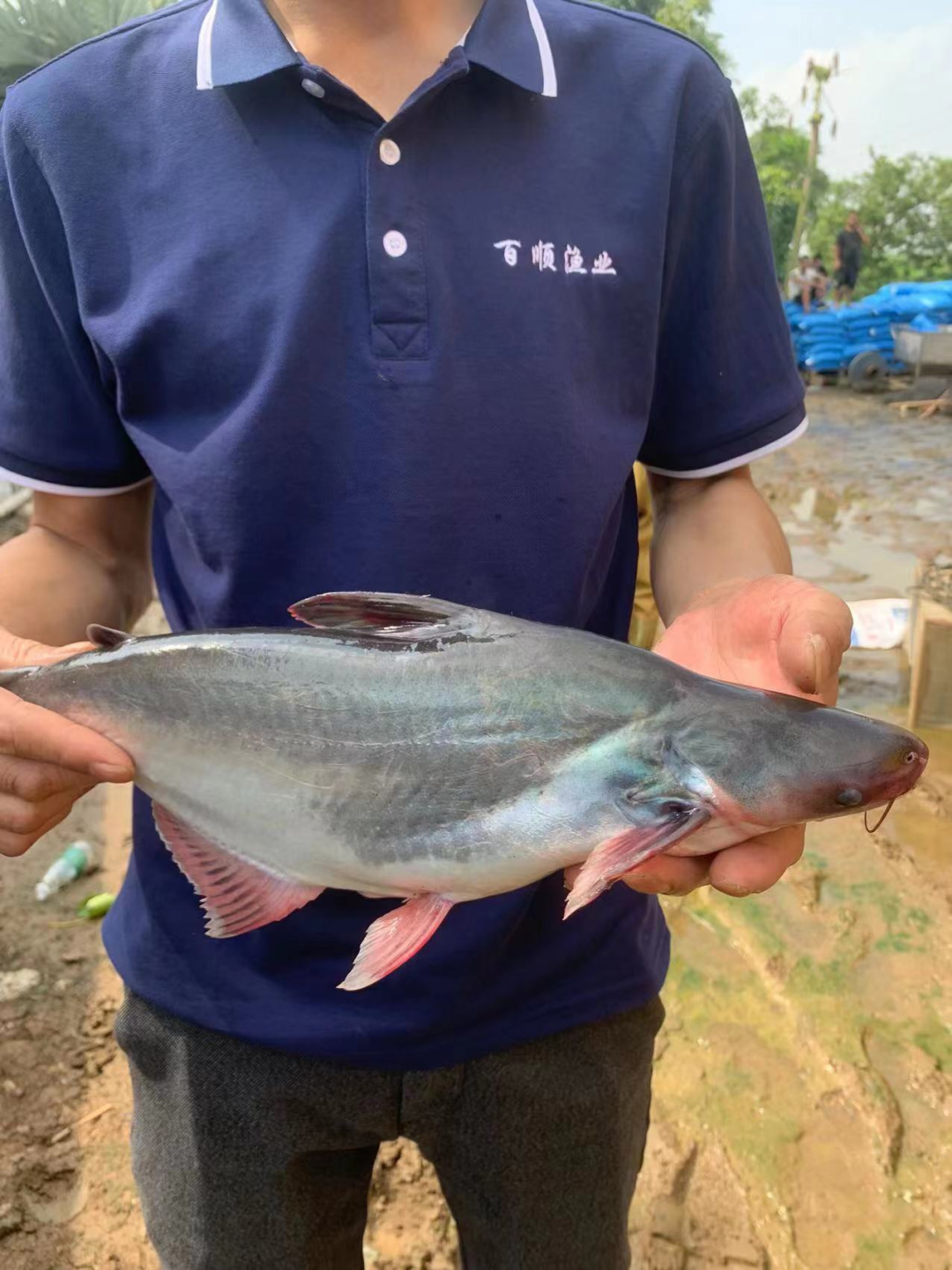 湖北农村养殖扶贫项目_湖北农村养殖政府扶持项目_湖北养殖致富模式