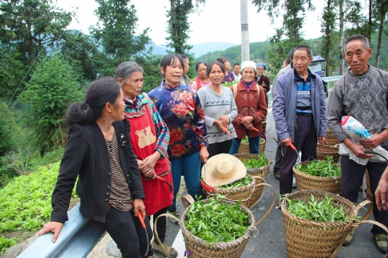 春茶种植致富视频_春茶亩产量_视频致富种植春茶是真的吗