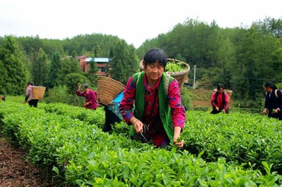 春茶亩产量_春茶种植致富视频_视频致富种植春茶是真的吗