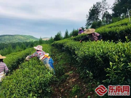 邵武：看万亩春茶丰收  茶韵飘香乐茶农