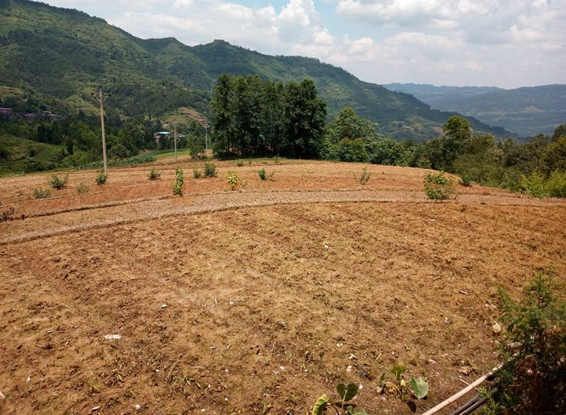 致富药材种植措施_致富药材种植措施是什么_种植药材致富措施