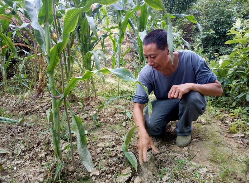 种植药材致富措施_致富药材种植措施_致富药材种植措施是什么