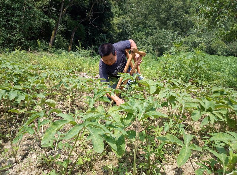 种植药材致富措施_致富药材种植措施是什么_致富药材种植措施