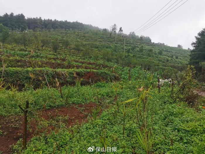 棕包种植致富_棕包种植致富_棕包种植致富