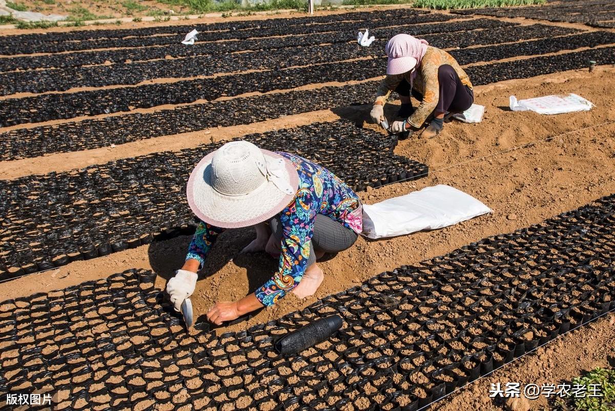 致富种植香瓜方法图片_致富种植香瓜方法和技巧_香瓜种植致富方法