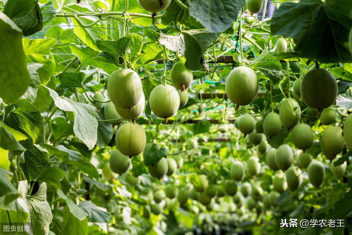 致富种植香瓜方法和技巧_致富种植香瓜方法图片_香瓜种植致富方法