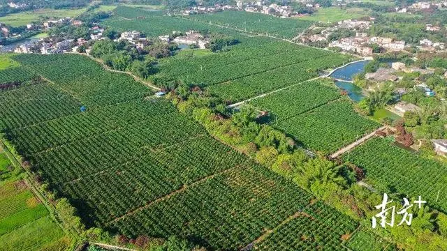 致富经养殖肉鸽视频_视频致富养殖肉鸽游戏_视频致富养殖肉鸽是真的吗