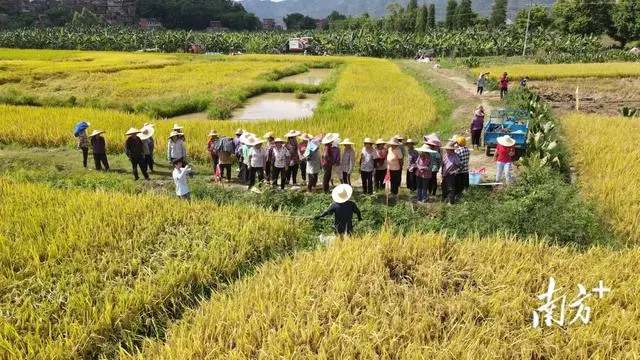 视频致富养殖肉鸽游戏_视频致富养殖肉鸽是真的吗_致富经养殖肉鸽视频