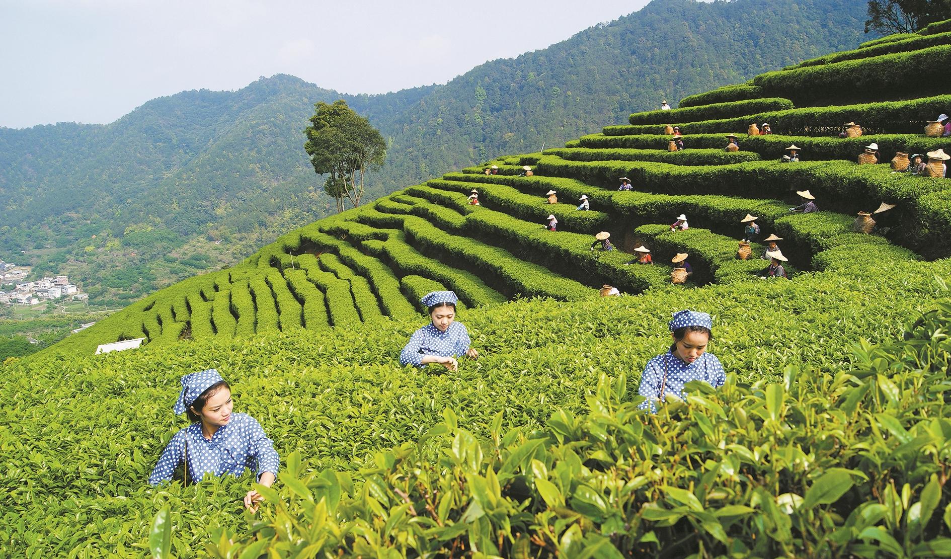 春茶种植致富视频_视频致富种植春茶是真的吗_春茶亩产量