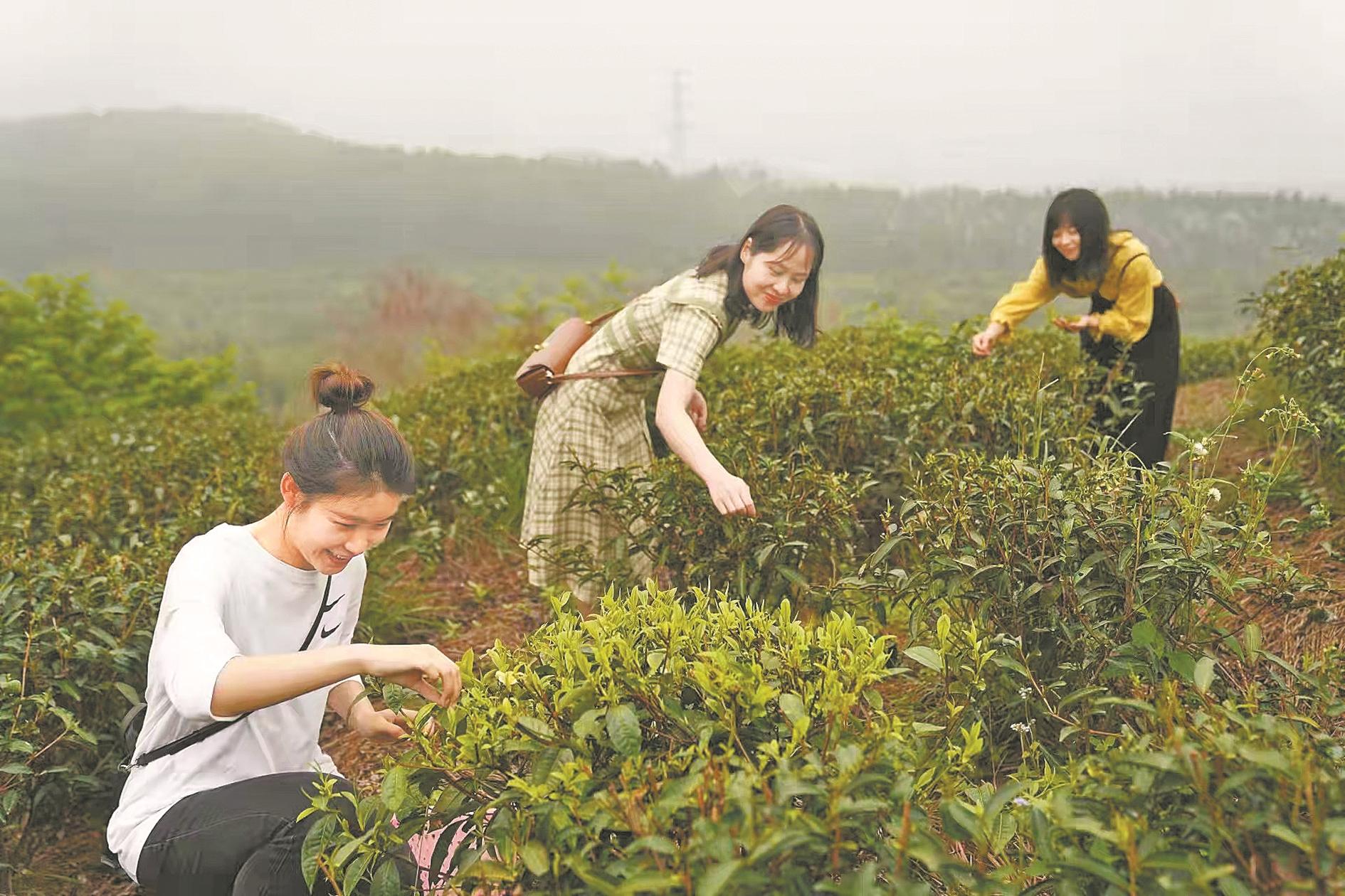 视频致富种植春茶是真的吗_春茶亩产量_春茶种植致富视频