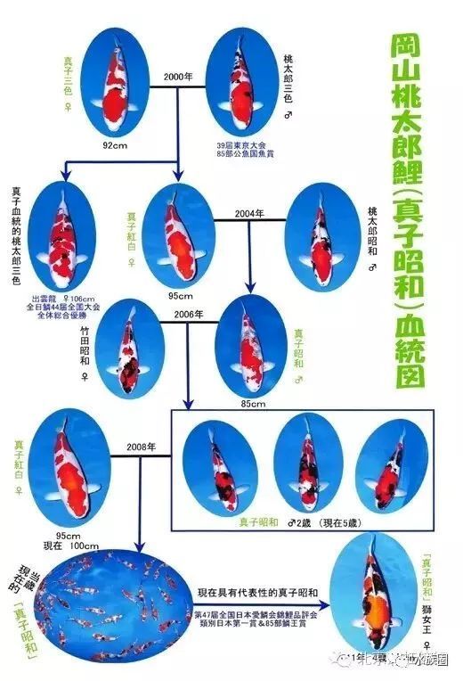 致富经锦鲤鱼养殖视频_致富经养鲤鱼_锦鲤鱼养殖致富