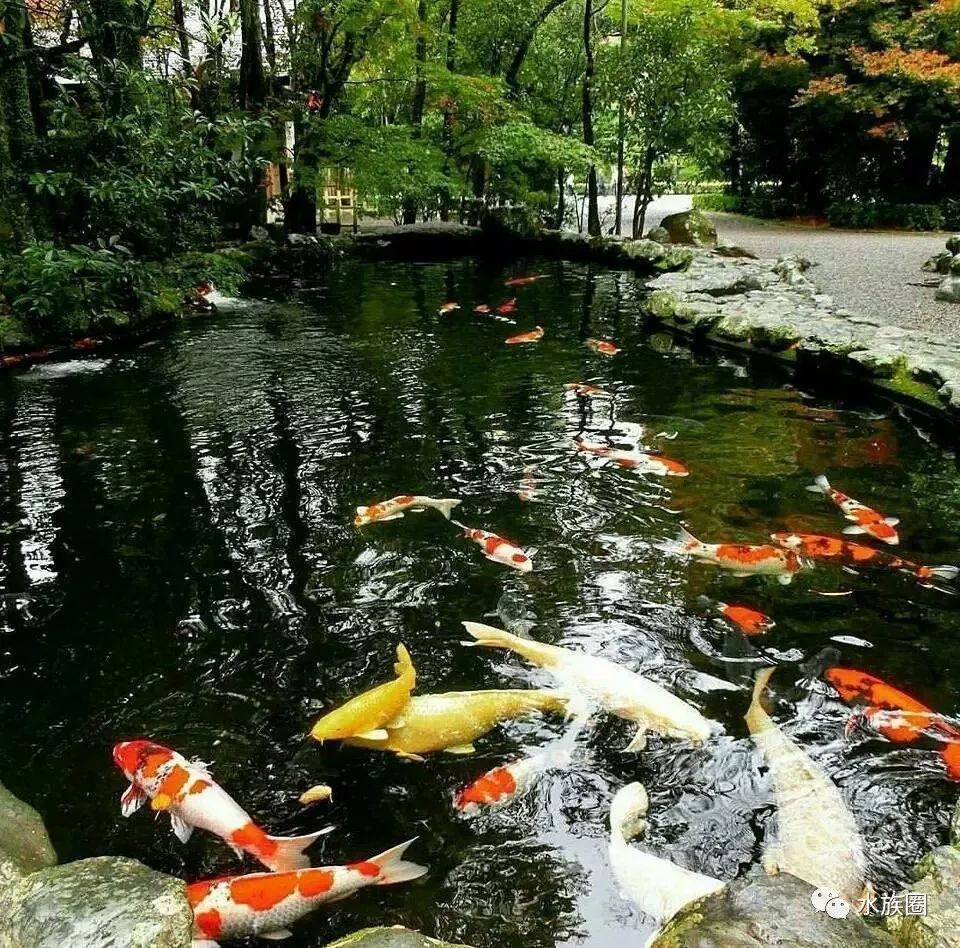 致富经锦鲤鱼养殖视频_锦鲤鱼养殖致富_致富经养鲤鱼