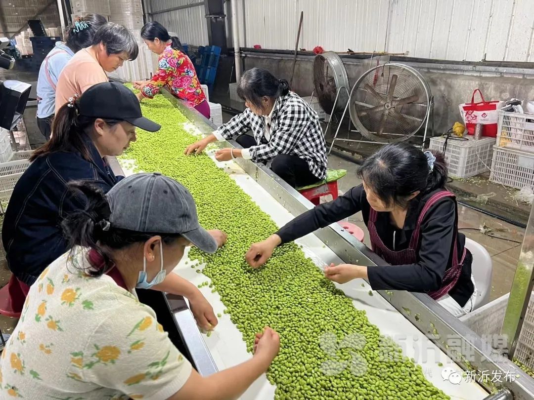 致富种植毛豆故事内容_致富种植毛豆故事简介_种植毛豆致富故事