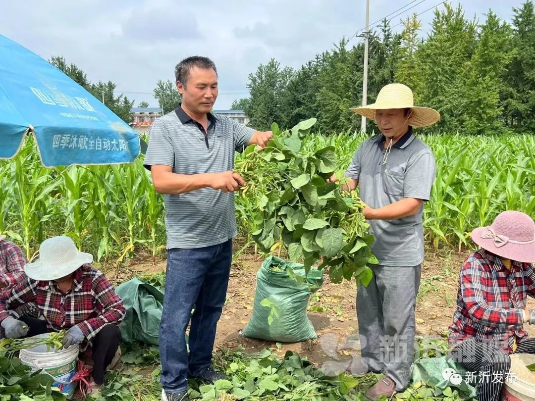 致富种植毛豆故事简介_致富种植毛豆故事内容_种植毛豆致富故事