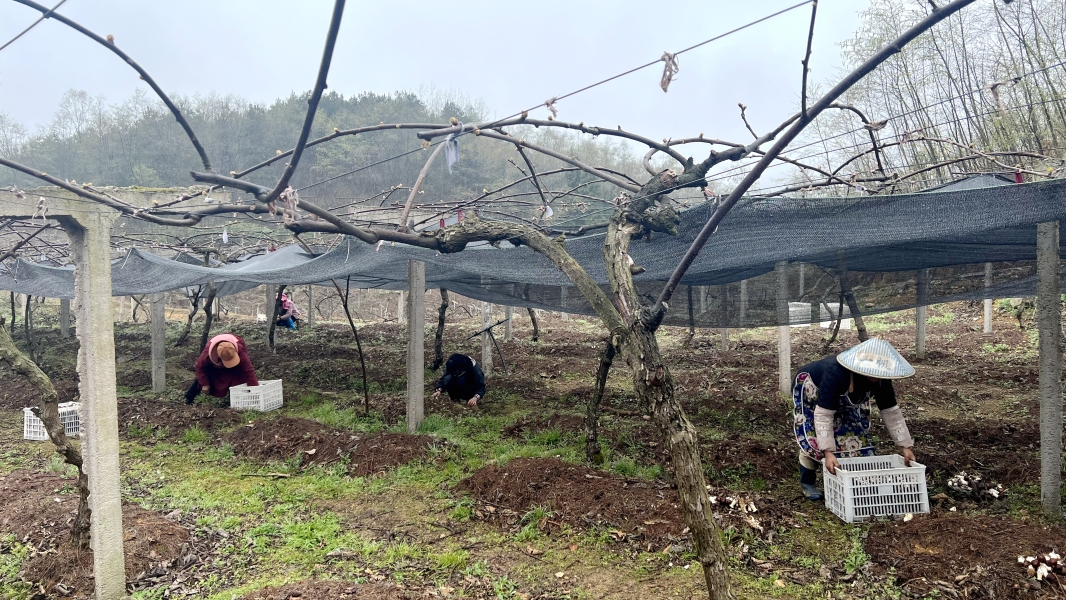 致富种植松茸怎么样_致富种植松茸视频_松茸种植致富