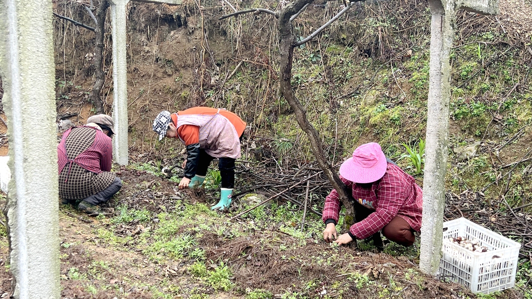 松茸种植致富_致富种植松茸怎么样_致富种植松茸视频