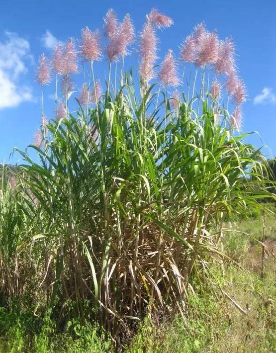 甘蔗种植赚钱吗_甘蔗种植致富_致富甘蔗种植技术视频