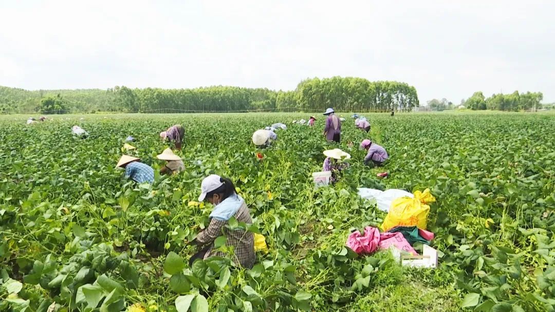 毛豆变金豆！合浦公馆这个农场村民要发了...