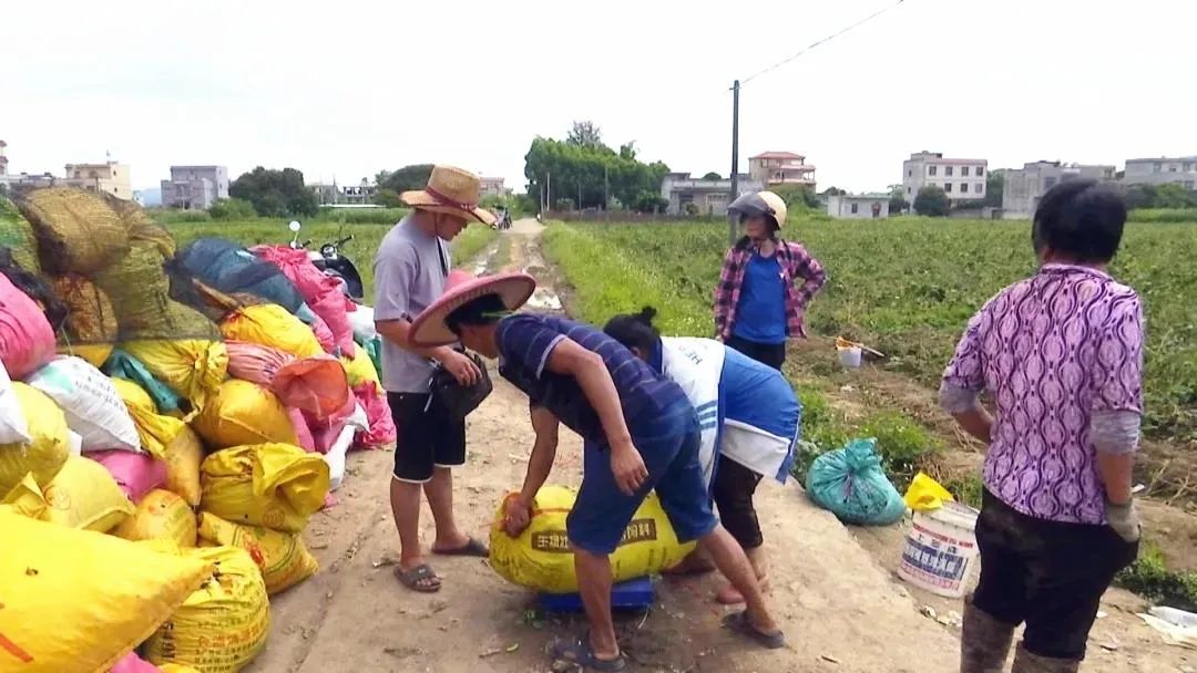 幼儿园种植毛豆课程故事_种植毛豆致富故事_致富种植毛豆故事简介