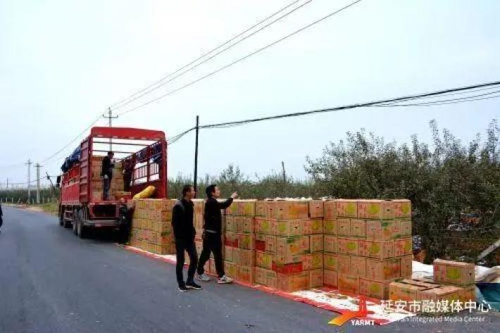 苹果种植50亩收入收益_农民种苹果_农村种植苹果致富