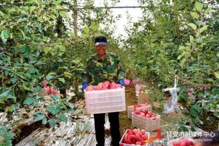 苹果种植50亩收入收益_农民种苹果_农村种植苹果致富