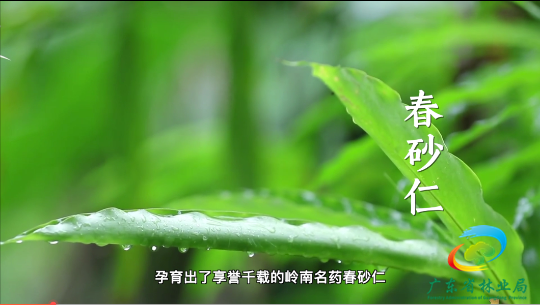 越南种植什么农作物_越南种植业_越南种植致富项目