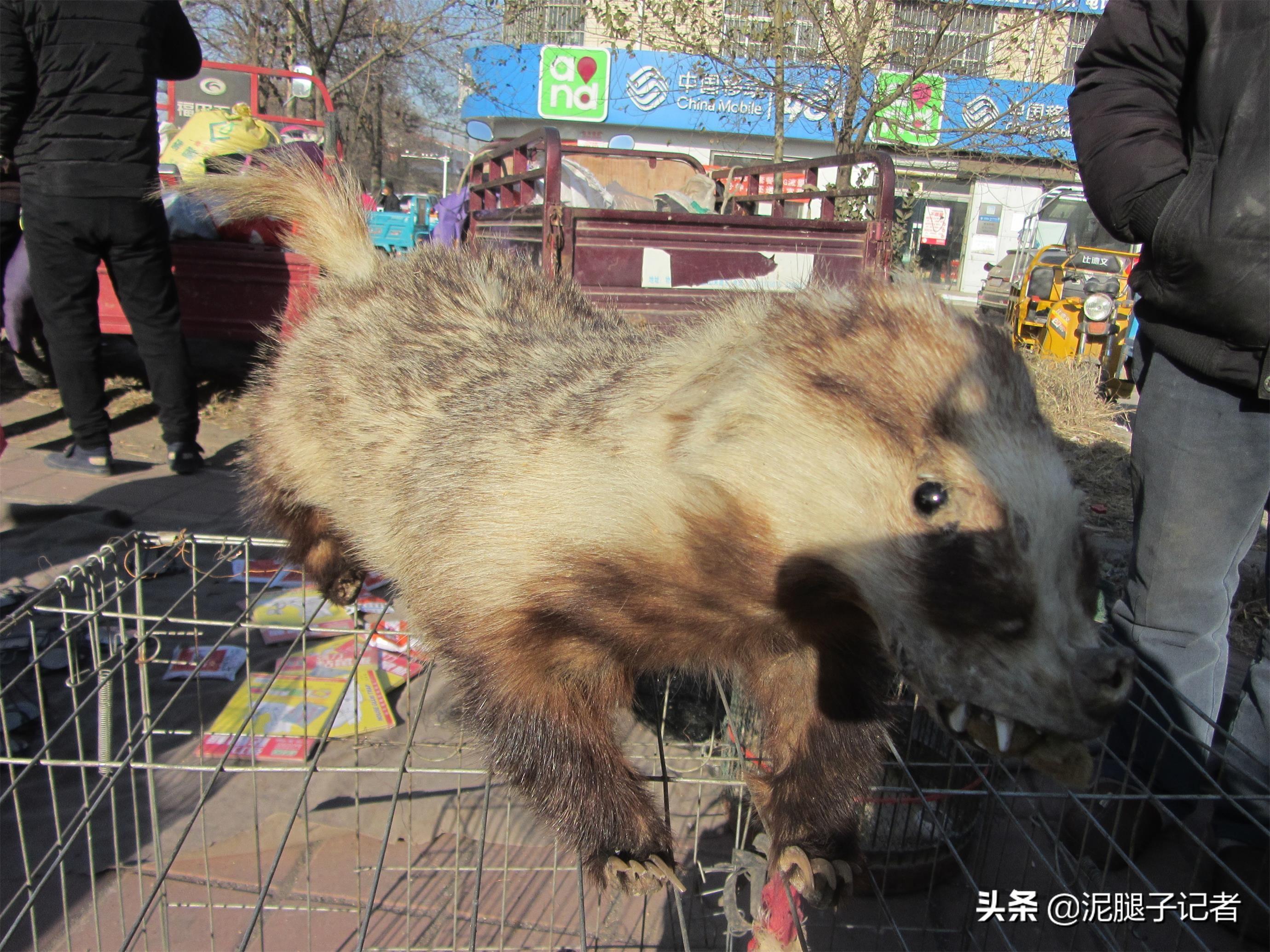 獾养殖技术幼崽价格_獾养殖前景_獾子养殖基地獾视频