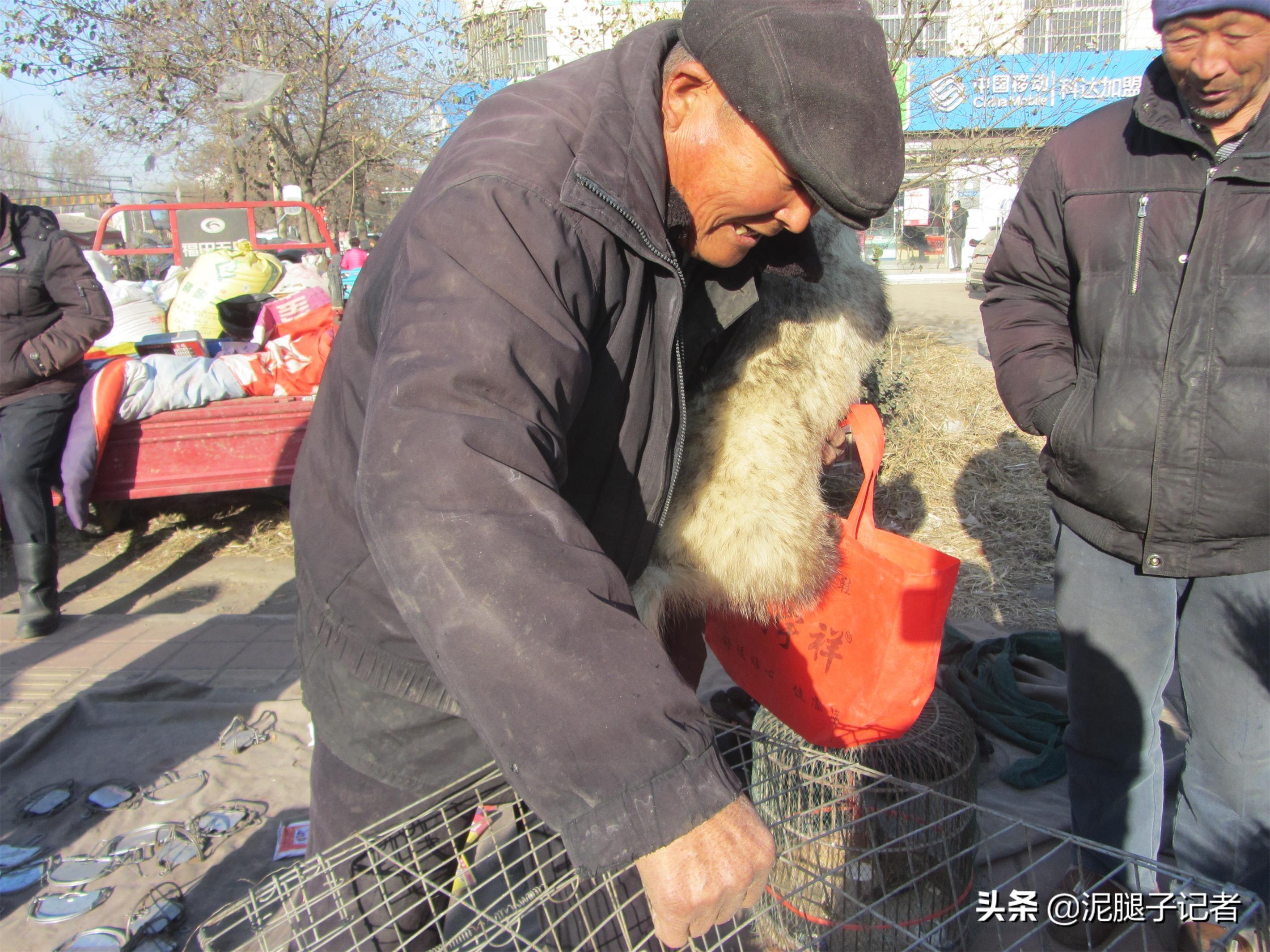 獾养殖前景_獾养殖技术幼崽价格_獾子养殖基地獾视频