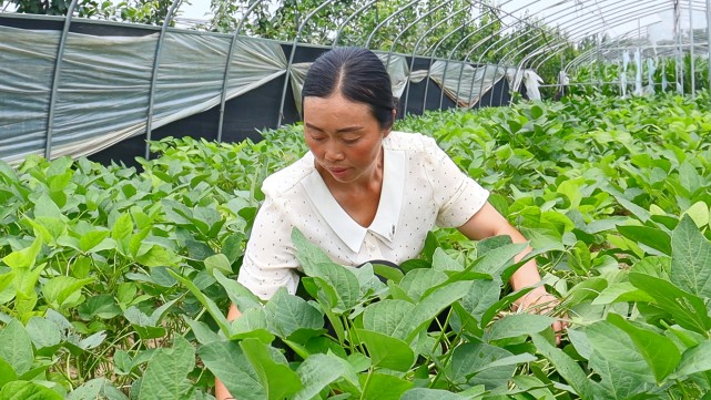 致富种植毛豆故事简介_致富种植毛豆故事视频_种植毛豆致富故事