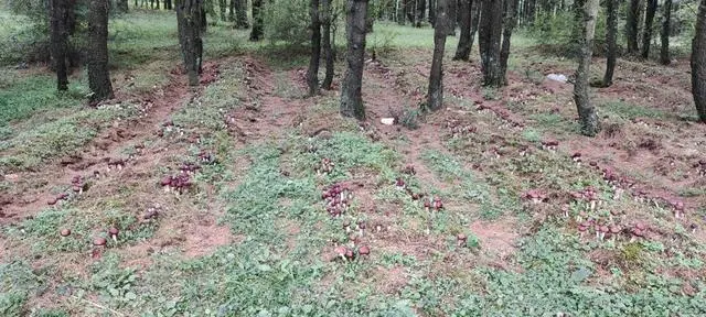 松茸种植致富_致富种植松茸怎么样_种植松茸的功效与作用