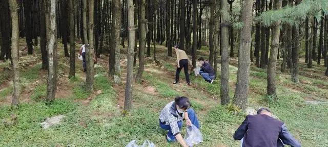 松茸种植致富_种植松茸的功效与作用_致富种植松茸怎么样