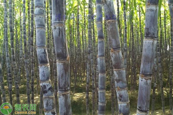 甘蔗的种植方法和管理技术