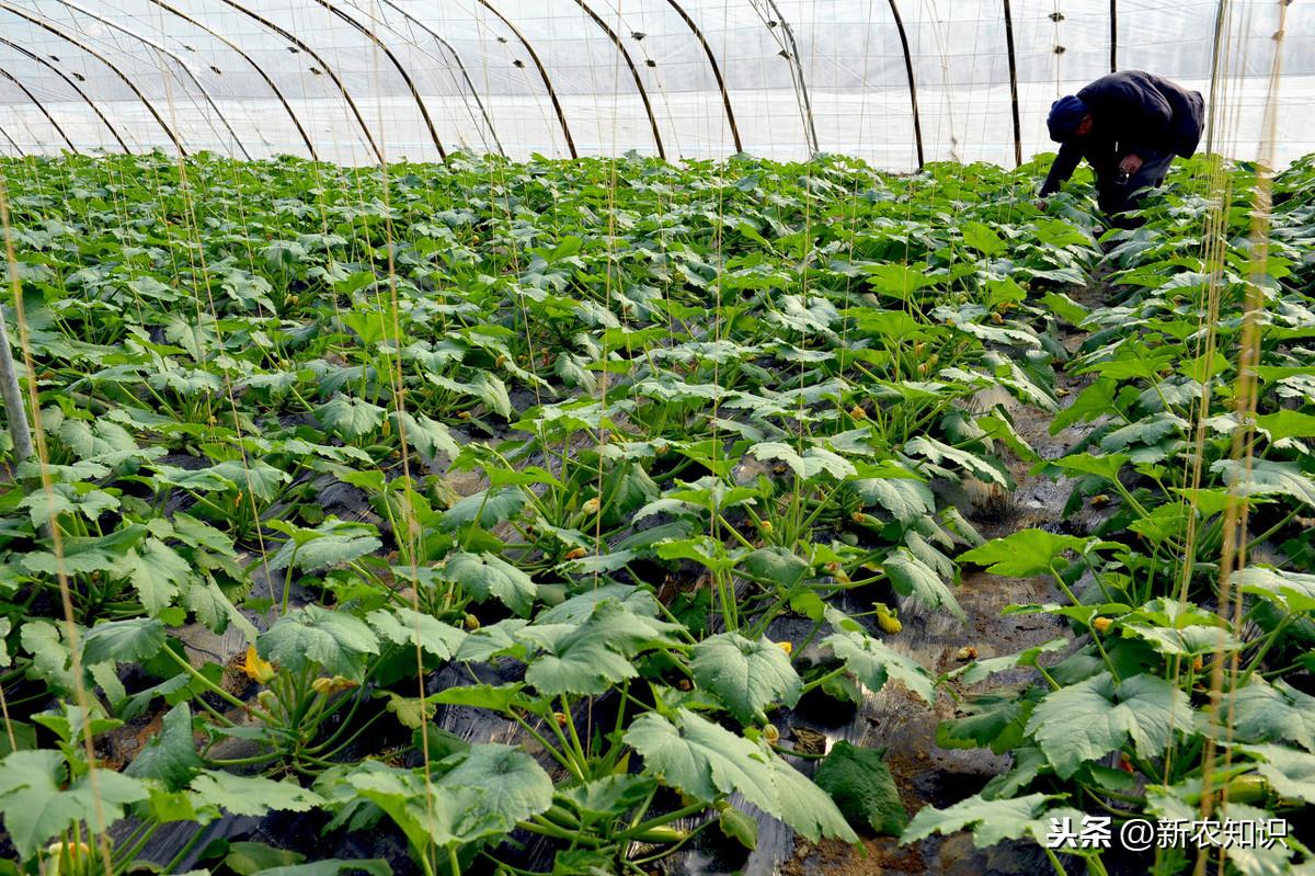 春季大棚种植技术_春季大棚种植技术视频_春季大棚种什么最好