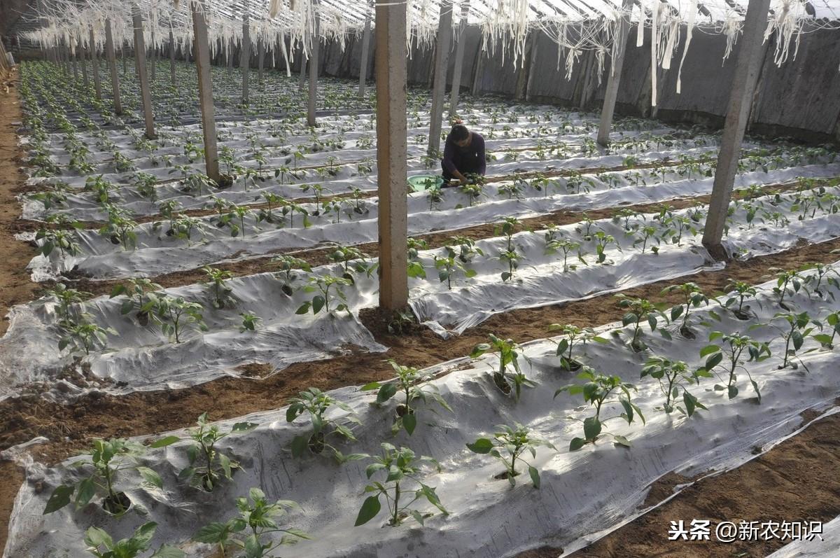 春季大棚种植技术视频_春季大棚种植技术_春季大棚种什么最好