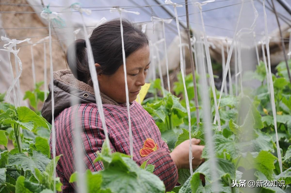 春季大棚种植技术视频_春季大棚种什么最好_春季大棚种植技术