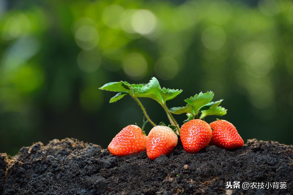 草莓春季巧妙管理做好这7条，既能早长壮棵，又能多产优收