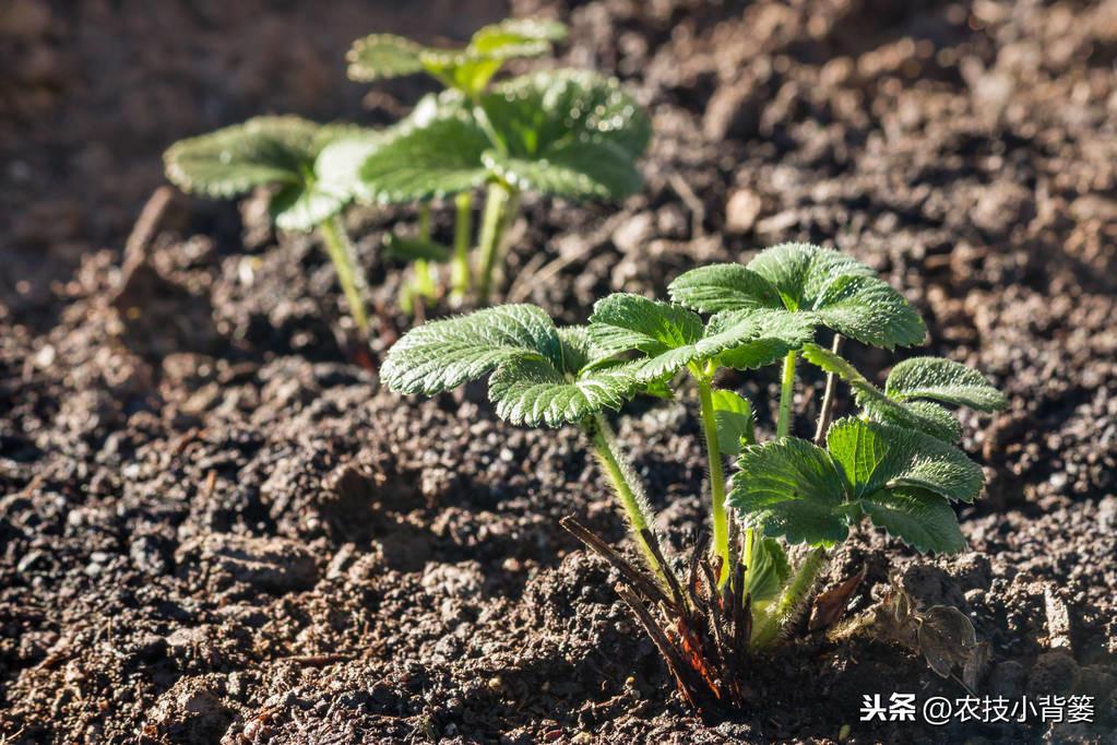 春季大棚种植技术与管理_春季大棚种植技术_春季大棚种什么最好