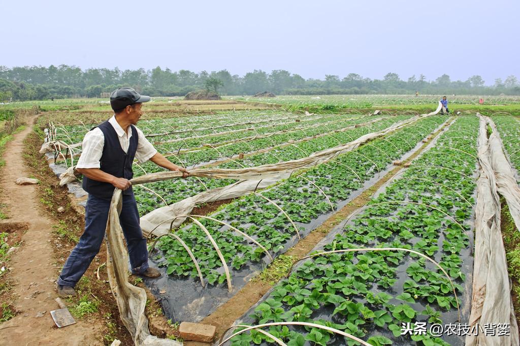 春季大棚种什么最好_春季大棚种植技术与管理_春季大棚种植技术